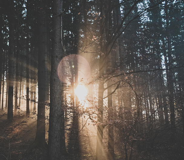 Photo d'un bois avec les rayons du soleil